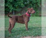 Small #1 American Pit Bull Terrier-Chocolate Labrador retriever Mix