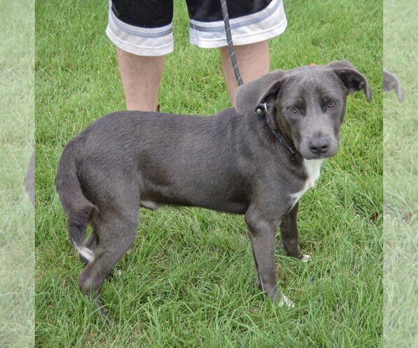 Medium Photo #2 German Shepherd Dog-Unknown Mix Puppy For Sale in Huntley, IL, USA