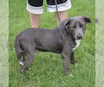 Small #1 German Shepherd Dog Mix