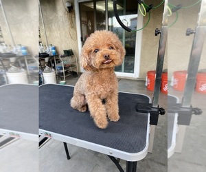 Poodle (Toy) Puppy for sale in CAMARILLO, CA, USA