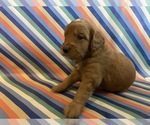 Puppy Bruce Goldendoodle