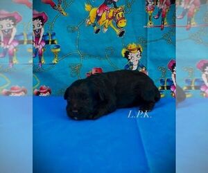 Schnoodle (Miniature) Puppy for sale in WINNSBORO, LA, USA