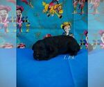 Small Schnoodle (Miniature)