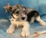 Small Schnauzer (Miniature)