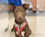 Small #1 Chocolate Labrador retriever Mix
