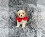 Small Photo #1 Cavapoo Puppy For Sale in JEFFERSONVILLE, IN, USA