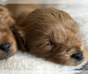 Miniature Labradoodle Puppy for sale in BRADENTON, FL, USA