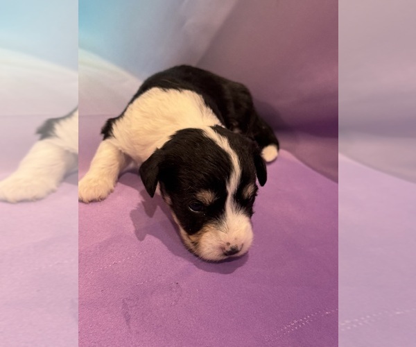 Medium Photo #5 Corgipoo Puppy For Sale in LONGMONT, CO, USA