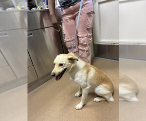 Labrador Retriever-Unknown Mix Dogs for adoption in Norco, CA, USA