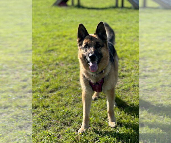 Medium Photo #14 German Shepherd Dog Puppy For Sale in South Bend, IN, USA