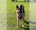 Small #13 German Shepherd Dog