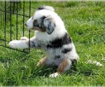 Small Photo #5 Miniature Australian Shepherd Puppy For Sale in HILLSBORO, OR, USA