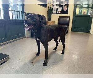 Mutt Dogs for adoption in Pasadena, CA, USA