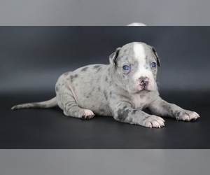 American Bully Puppy for sale in CHAMPAIGN, IL, USA