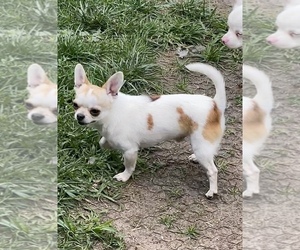 Father of the Chihuahua puppies born on 01/26/2026