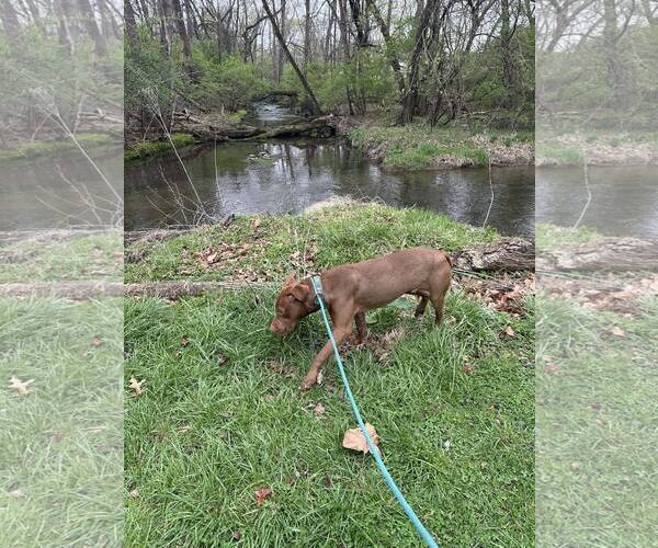 Medium Photo #3 Mutt Puppy For Sale in Martinsburg, WV, USA