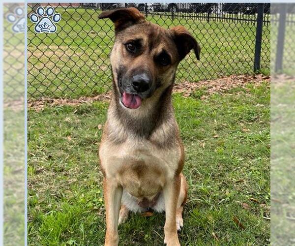 Medium Photo #2 Black Mouth Cur Puppy For Sale in Sugar Land, TX, USA