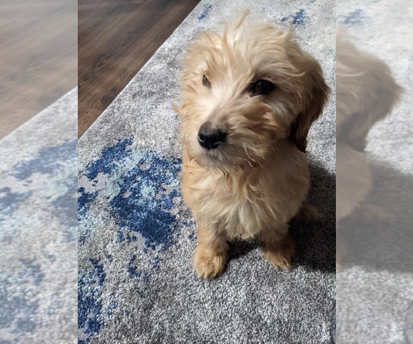 Medium Photo #1 Goldendoodle Puppy For Sale in BUCKHANNON, WV, USA