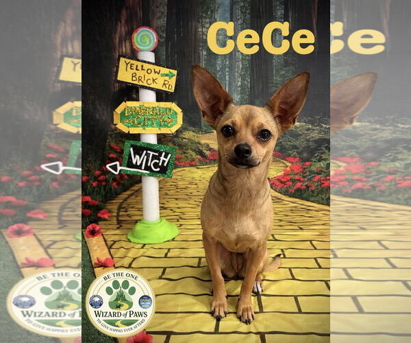 Medium Photo #1 Chihuahua Puppy For Sale in Arcadia, FL, USA