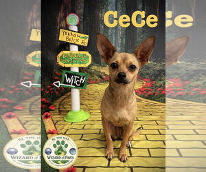 Chihuahua Dogs for adoption in Arcadia, FL, USA