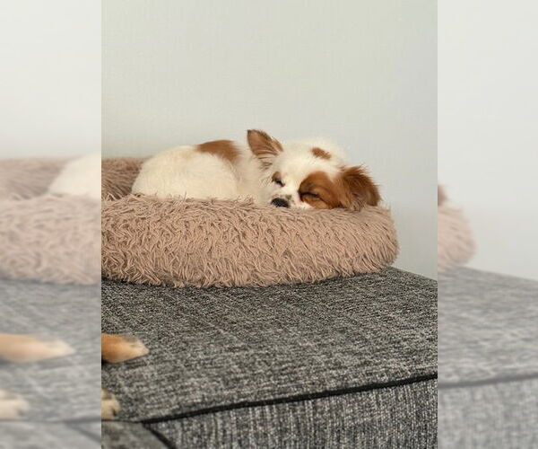 Medium Photo #7 Chihuahua-Unknown Mix Puppy For Sale in Plainfield, IL, USA