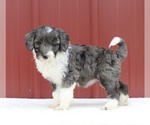 Small #1 Aussiedoodle Miniature 