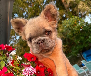 French Bulldog Puppy for Sale in LACEY, Washington USA