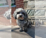 Small #7 Shih Tzu
