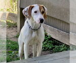 Small #1 Beagle-Pointer Mix