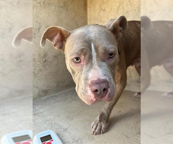 Medium Photo #1 American Pit Bull Terrier-Unknown Mix Puppy For Sale in Oklahoma City, OK, USA