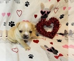Small Photo #6 French Bulldog Puppy For Sale in ELKHORN, WI, USA