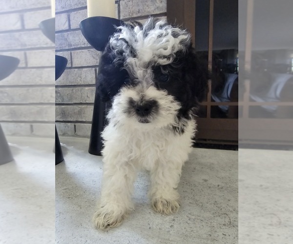 Medium Photo #9 Shih Tzu Puppy For Sale in ELMHURST, IL, USA