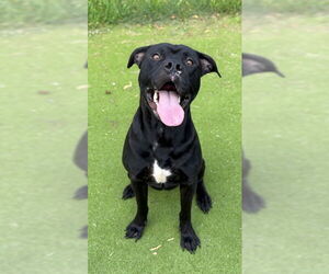American Pit Bull Terrier-Labrador Retriever Mix Dogs for adoption in Sugar Land, TX, USA