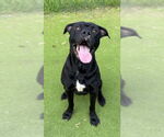 Small American Pit Bull Terrier-Labrador Retriever Mix
