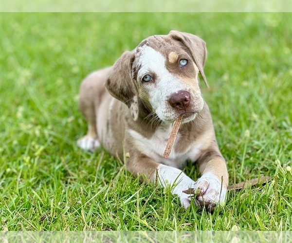 Medium Photo #11 Catahoula Leopard Dog Puppy For Sale in COPE, SC, USA