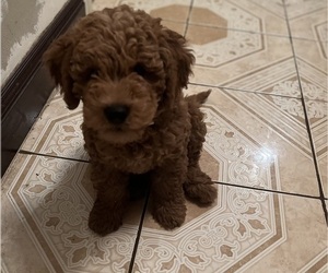 Goldendoodle Puppy for sale in SAN FERNANDO, CA, USA