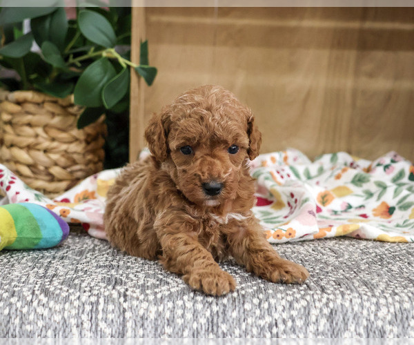 Medium Photo #4 Poodle (Miniature) Puppy For Sale in SYRACUSE, IN, USA