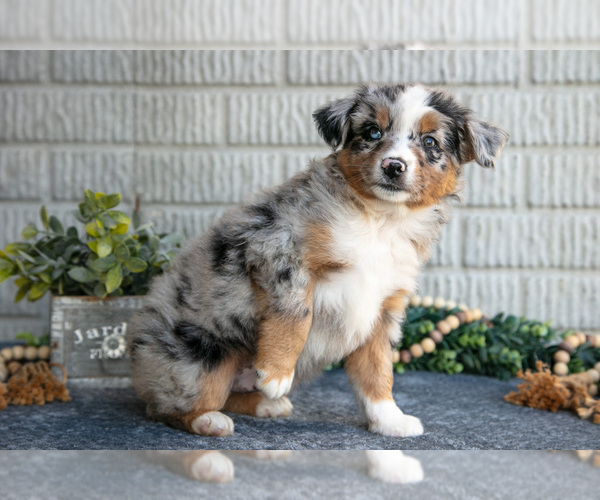 Medium Photo #4 Miniature Australian Shepherd Puppy For Sale in BALTIC, OH, USA