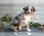 Small Photo #4 Miniature Australian Shepherd Puppy For Sale in BALTIC, OH, USA