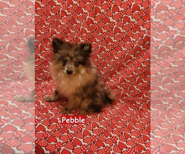 Medium Photo #5 Pomeranian Puppy For Sale in CLARKSVILLE, TN, USA