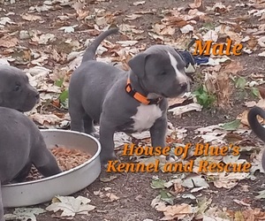 American Pit Bull Terrier Puppy for sale in DELAWARE, OH, USA