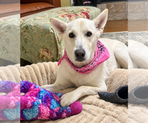 - Mix Dogs for adoption in Hoffman Estates, IL, USA