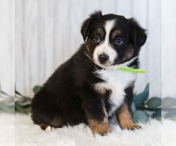 Medium Photo #3 Miniature Australian Shepherd Puppy For Sale in REBERSBURG, PA, USA