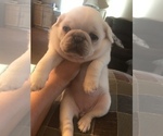 Small Photo #1 Pug Puppy For Sale in BELPRE, OH, USA