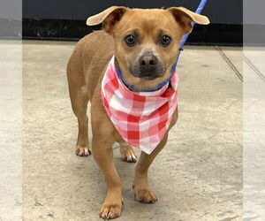 Chiweenie Dogs for adoption in Batavia, OH, USA