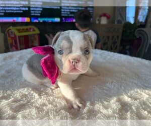 French Bulldog Puppy for sale in RIVERSIDE, CA, USA