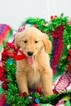 Small Photo #4 Golden Retriever Puppy For Sale in PLYMOUTH, OH, USA