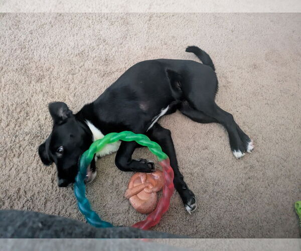 Medium Photo #3 Mutt Puppy For Sale in Thomasville, NC, USA