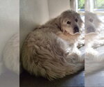 Small #1 Great Pyrenees