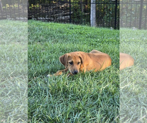 Medium Photo #4 Dachshund-Unknown Mix Puppy For Sale in Hillsboro, MO, USA